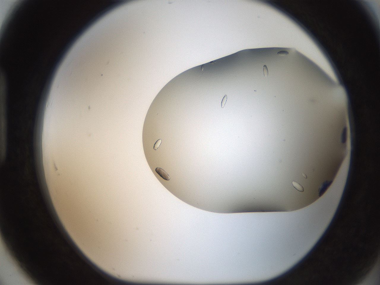 folderID307_plateID2307_batchID10554_wellNum91_profileID1_d1_r162865_ef.jpg