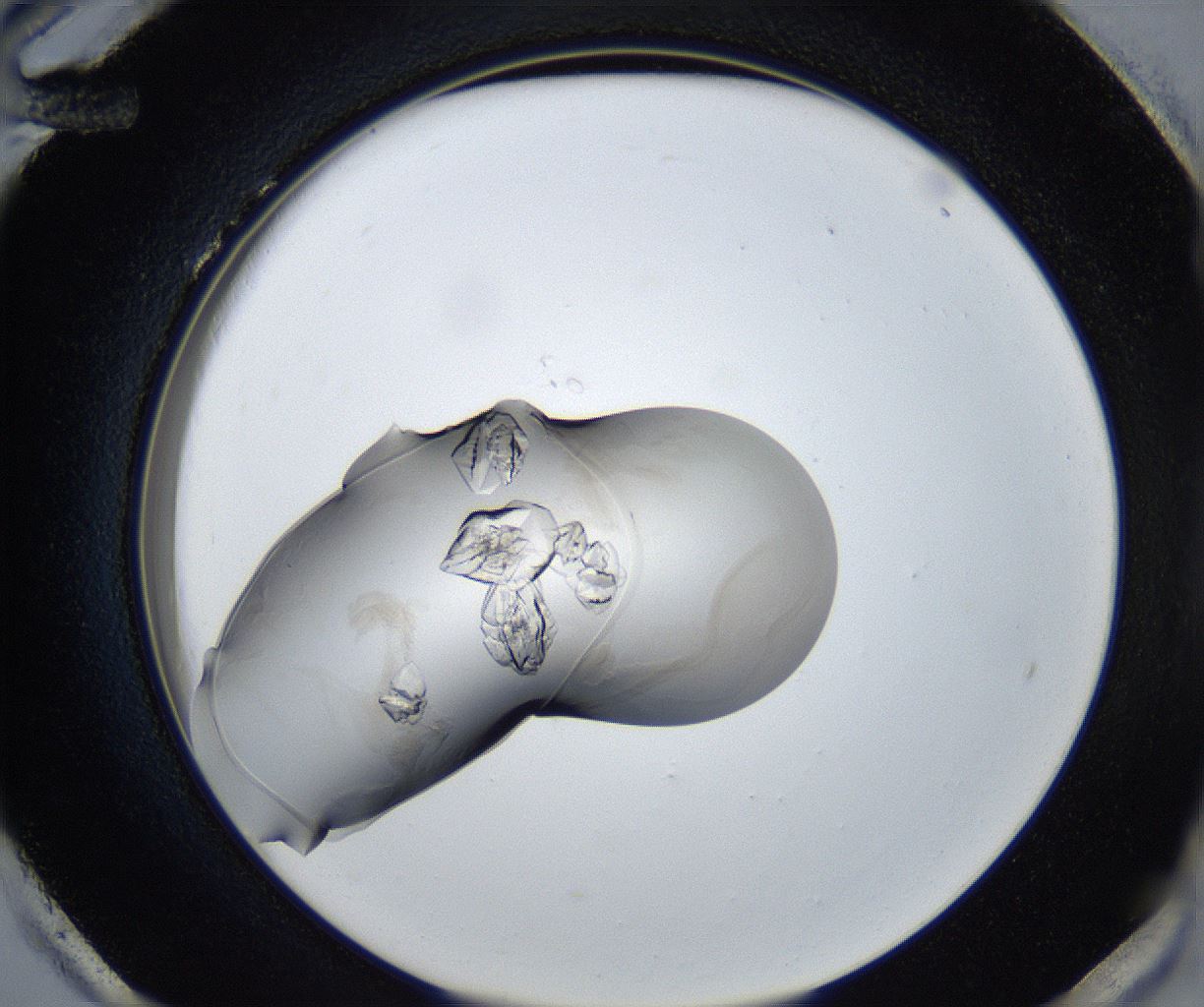folderID316_plateID3316_batchID19789_wellNum96_profileID1_d2_r292205_ef.jpg