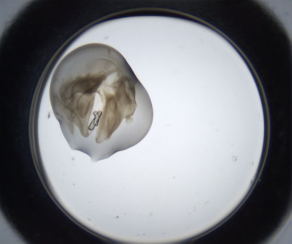 folderID318_plateID3318_batchID19338_wellNum7_profileID1_d2_r292219_ef.jpg