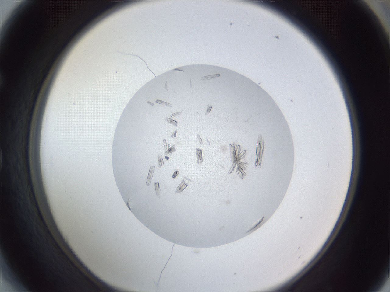 folderID325_plateID1325_batchID12309_wellNum54_profileID1_d1_r79549_ef.jpg