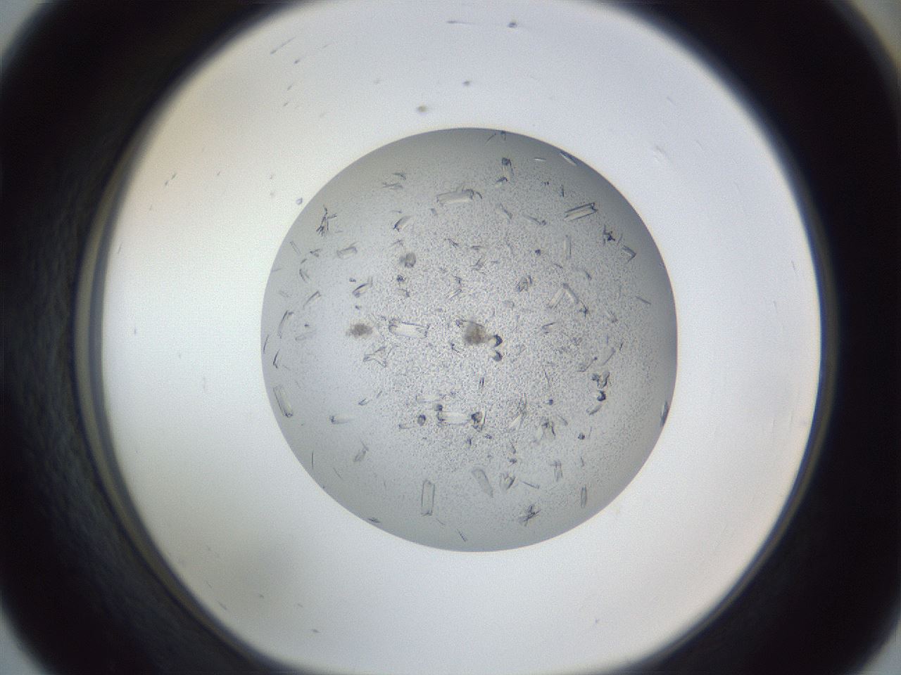 folderID325_plateID1325_batchID4662_wellNum56_profileID1_d1_r79551_ef.jpg