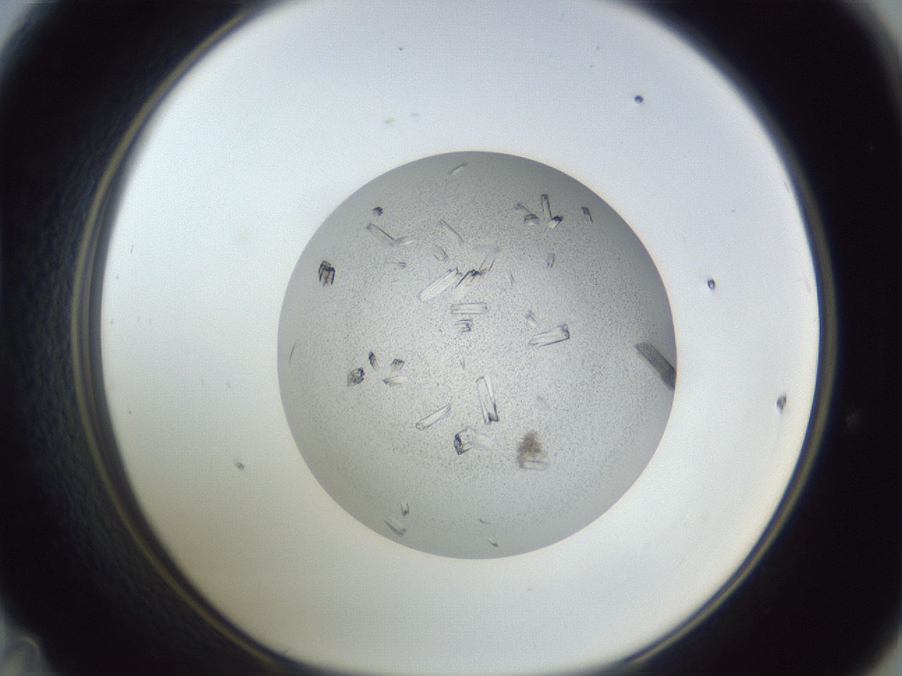folderID325_plateID1325_batchID4774_wellNum47_profileID1_d1_r79542_ef.jpg