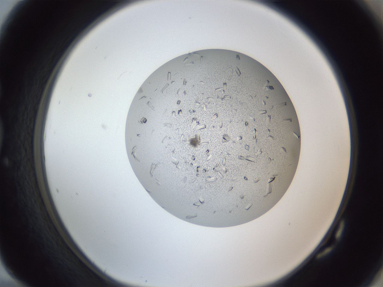 folderID325_plateID1325_batchID4774_wellNum82_profileID1_d1_r79577_ef.jpg