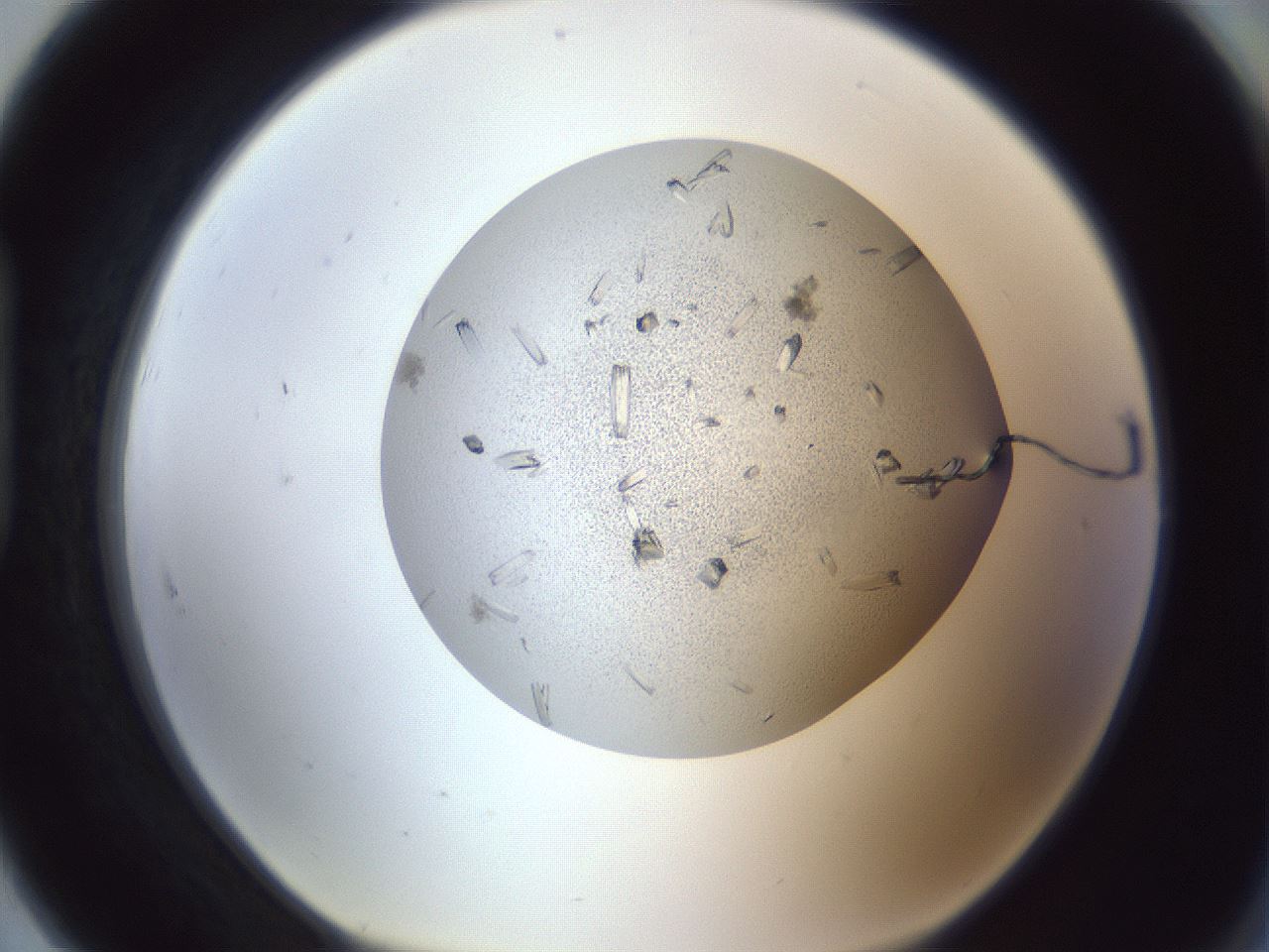 folderID325_plateID1325_batchID4774_wellNum91_profileID1_d1_r79586_ef.jpg