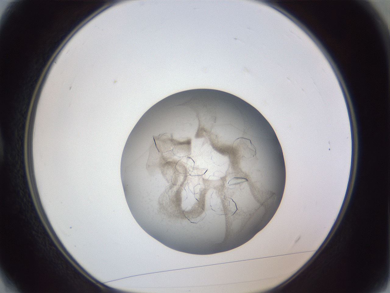 folderID327_plateID1327_batchID4309_wellNum4_profileID1_d1_r79595_ef.jpg