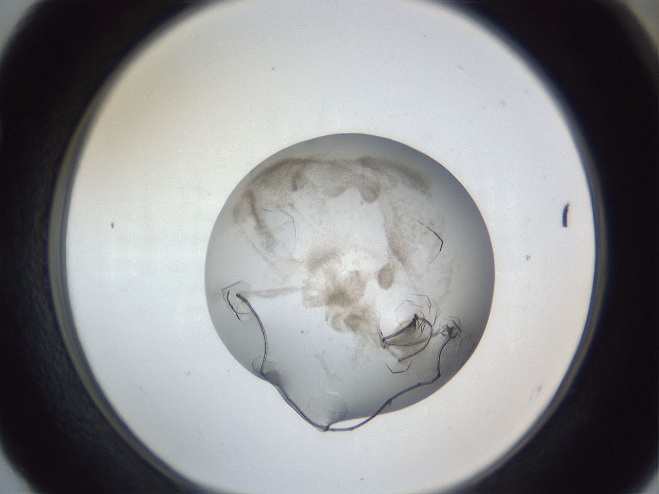 folderID327_plateID1327_batchID4337_wellNum52_profileID1_d1_r79643_ef.jpg