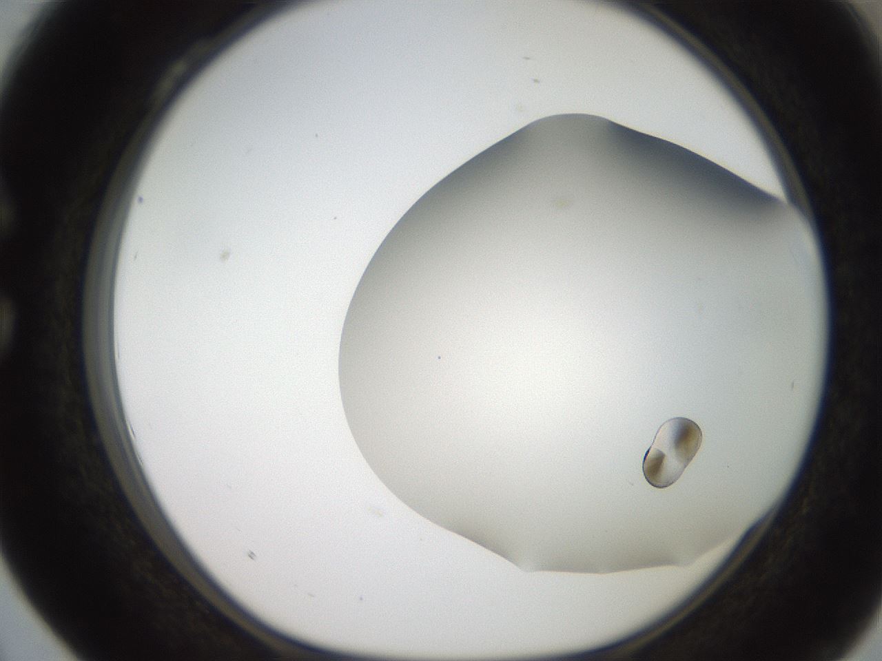 folderID242_plateID2242_batchID10142_wellNum28_profileID1_d1_r154797_ef.jpg
