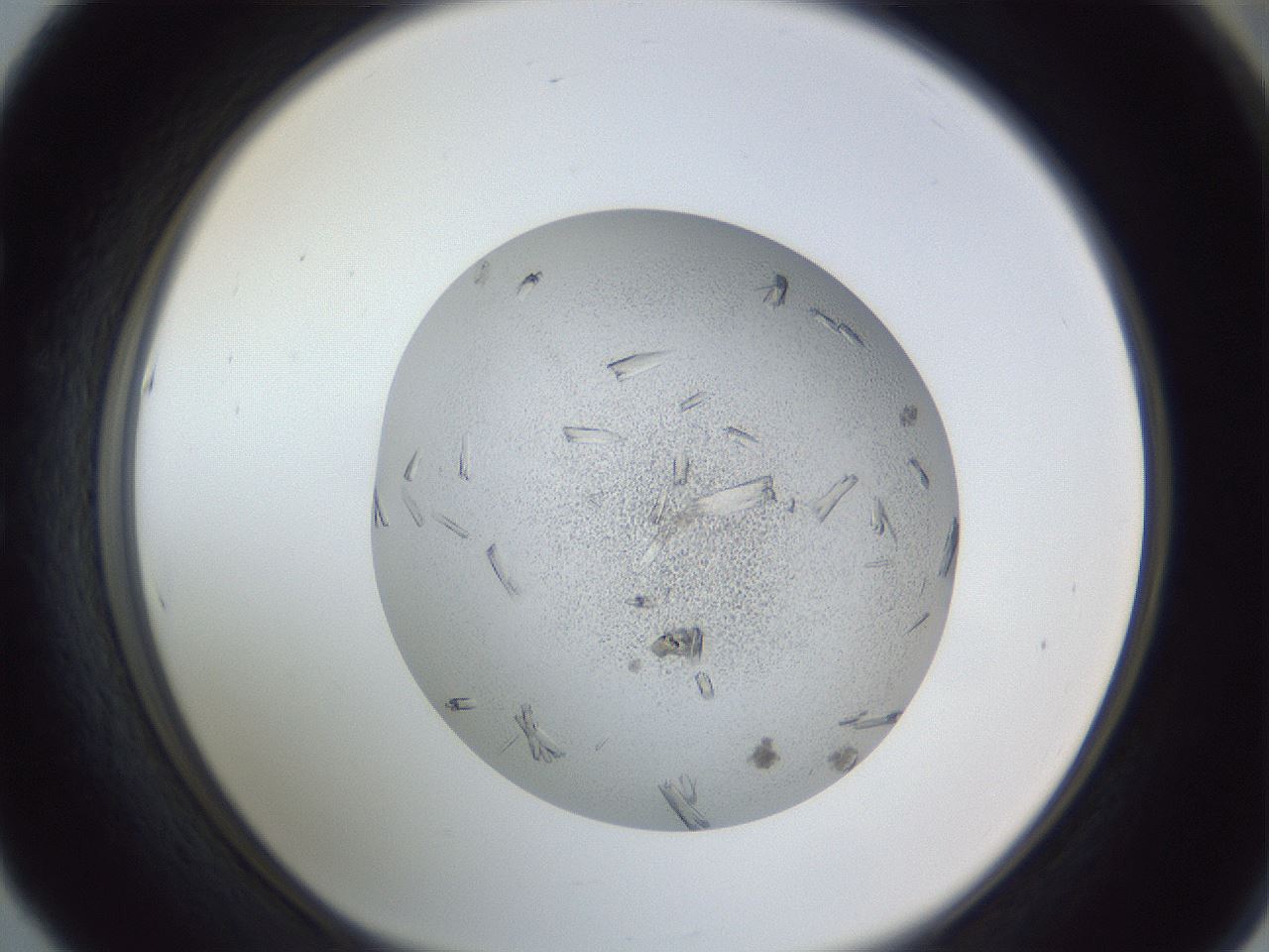folderID325_plateID1325_batchID4774_wellNum53_profileID1_d1_r79548_ef.jpg