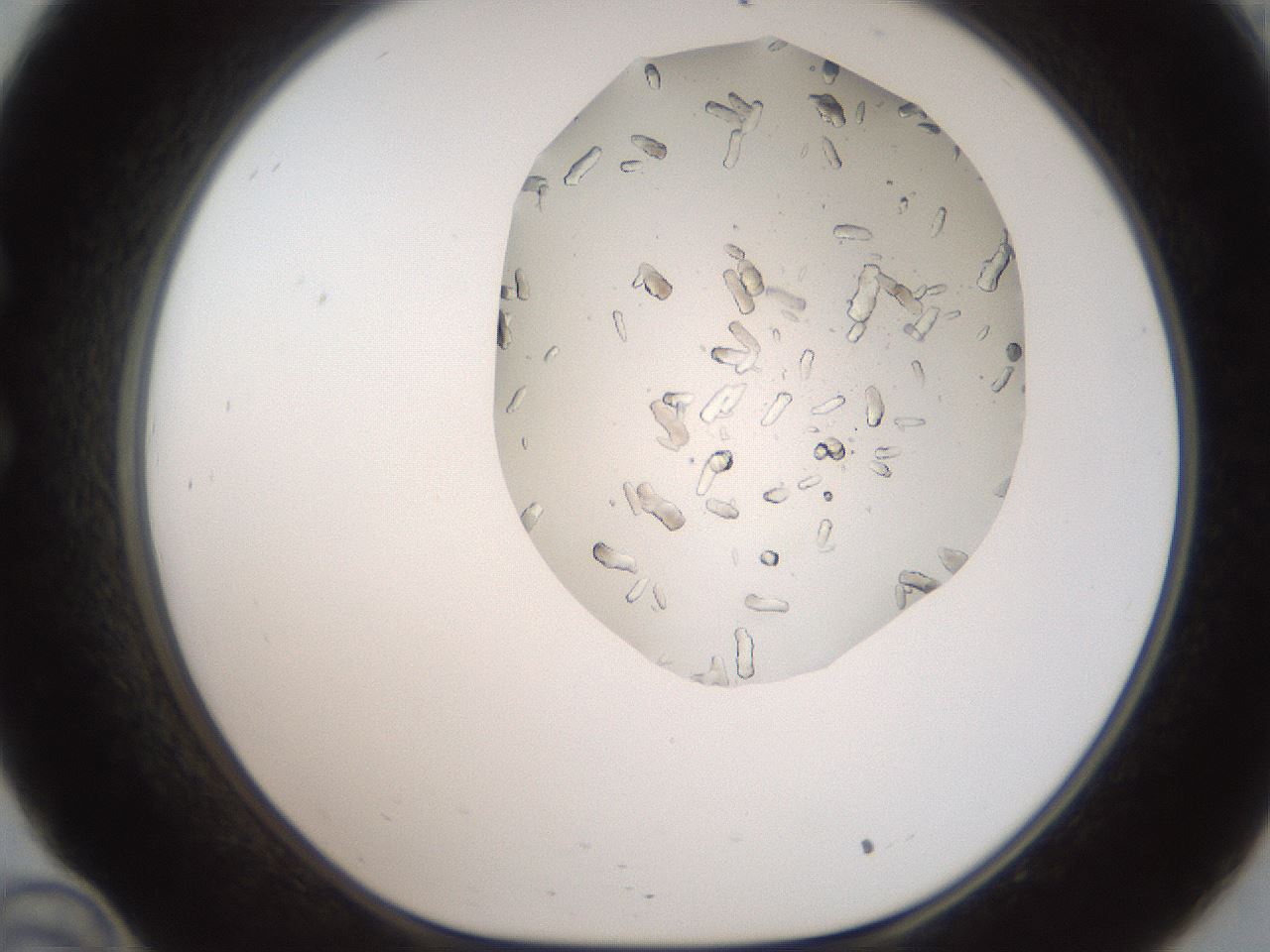 folderID327_plateID2327_batchID10685_wellNum34_profileID1_d1_r164164_ef.jpg