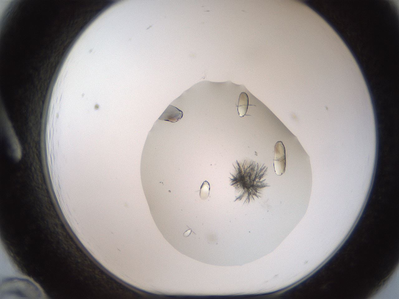 folderID327_plateID2327_batchID11166_wellNum12_profileID1_d1_r164142_ef.jpg