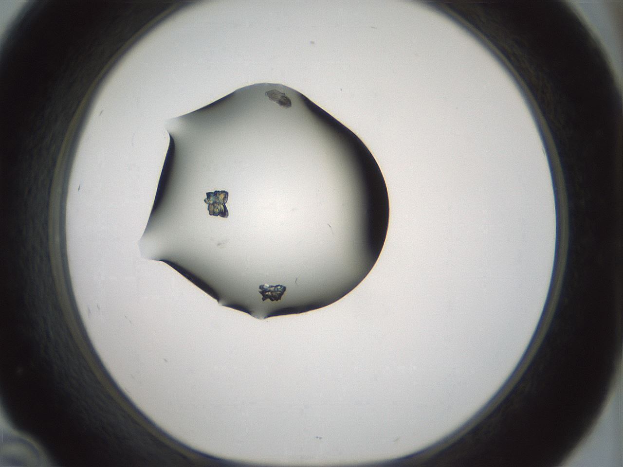 folderID347_plateID1347_batchID4574_wellNum46_profileID1_d1_r81273_ef.jpg