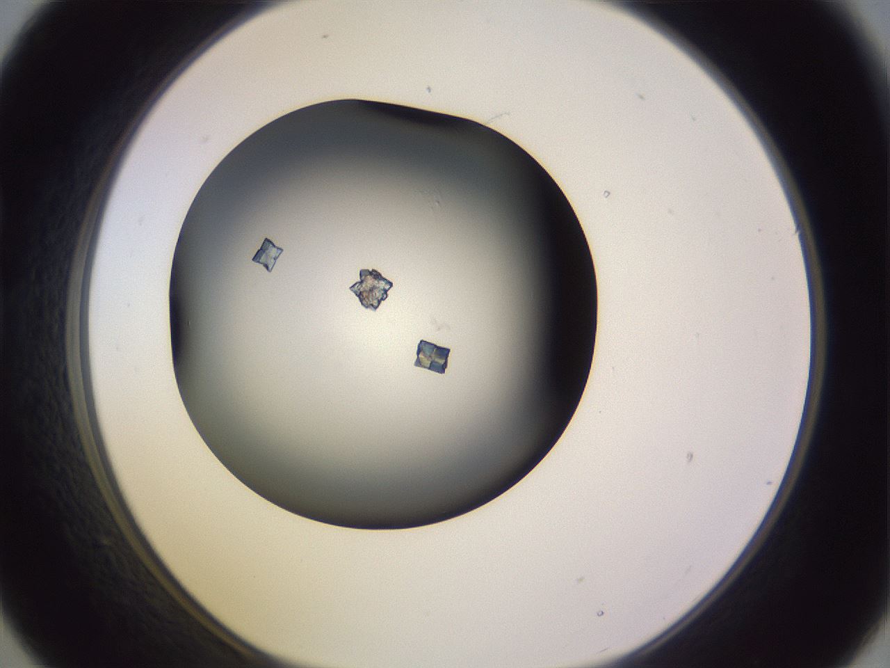 folderID351_plateID1351_batchID4620_wellNum21_profileID1_d1_r81536_ef.jpg