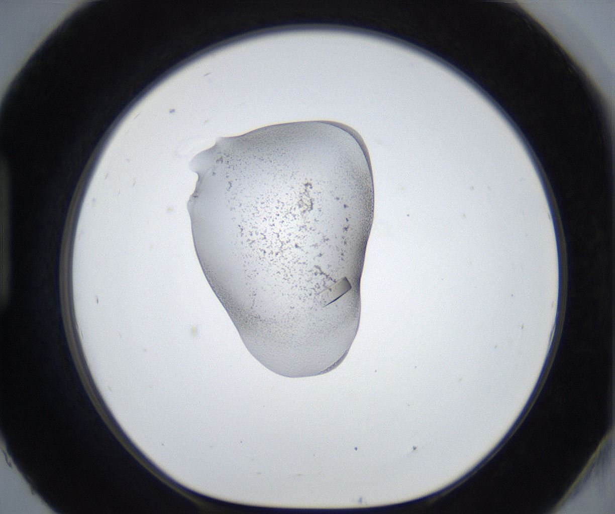 folderID354_plateID3354_batchID19941_wellNum93_profileID1_d1_r296068_ef.jpg