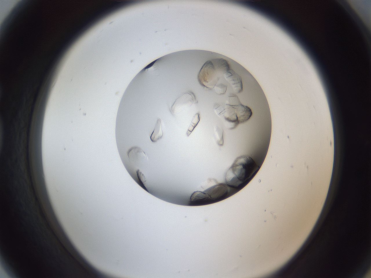 folderID364_plateID1364_batchID12321_wellNum80_profileID1_d1_r82734_ef.jpg