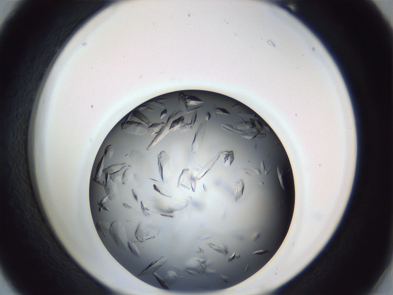 folderID364_plateID1364_batchID4799_wellNum18_profileID1_d2_r82611_ef.jpg