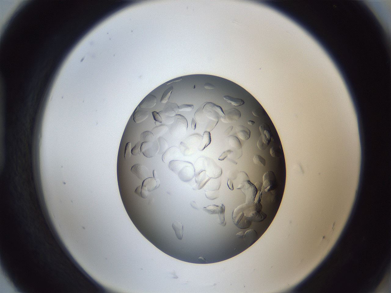 folderID364_plateID1364_batchID5416_wellNum92_profileID1_d1_r82758_ef.jpg