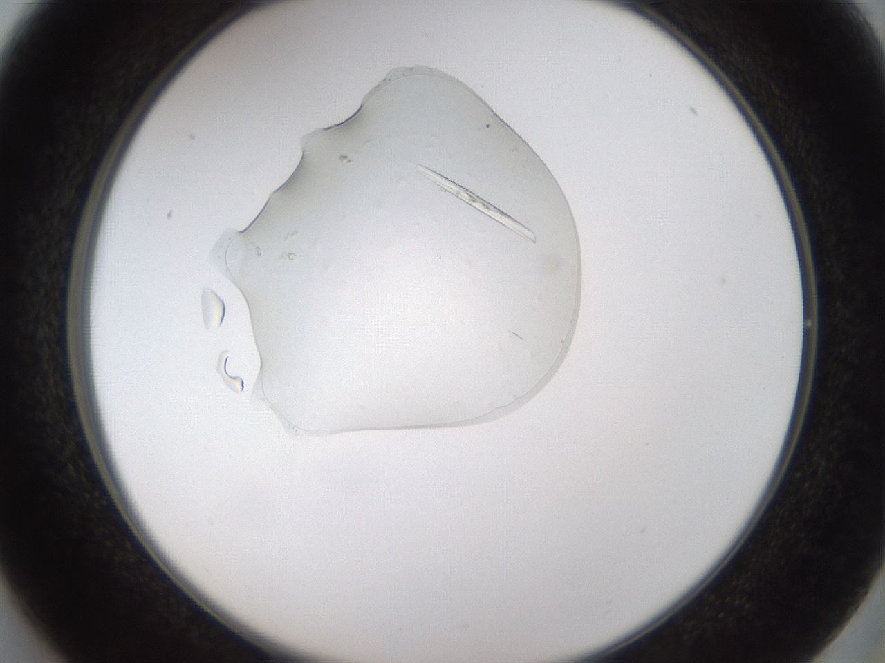 folderID367_plateID1367_batchID4555_wellNum37_profileID1_d2_r83033_ef.jpg