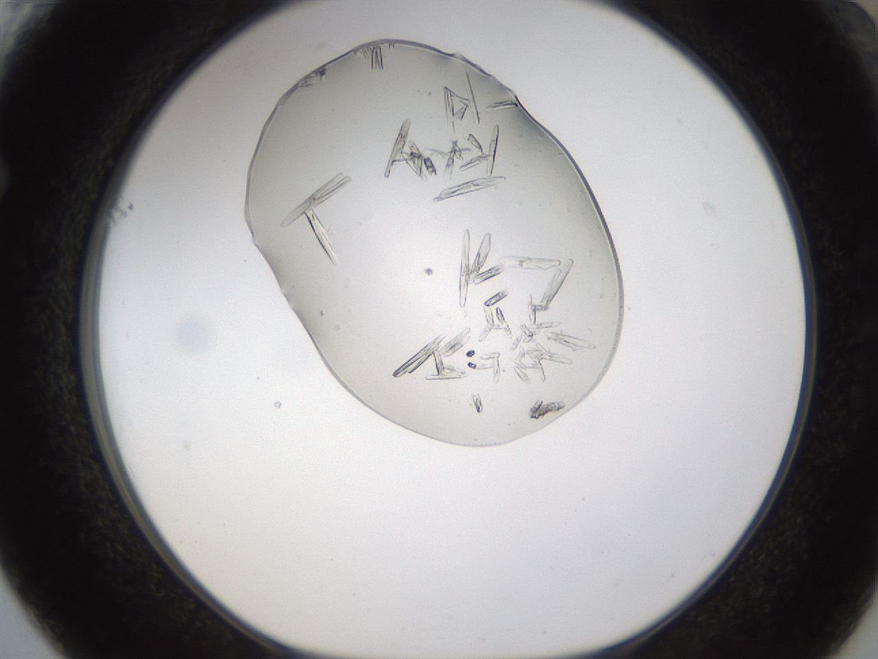 folderID367_plateID1367_batchID4588_wellNum61_profileID1_d1_r83080_ef.jpg
