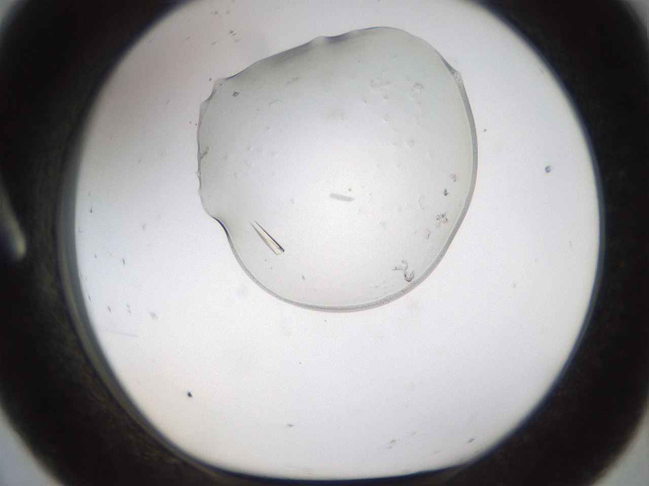 folderID367_plateID1367_batchID4588_wellNum8_profileID1_d1_r82974_ef.jpg