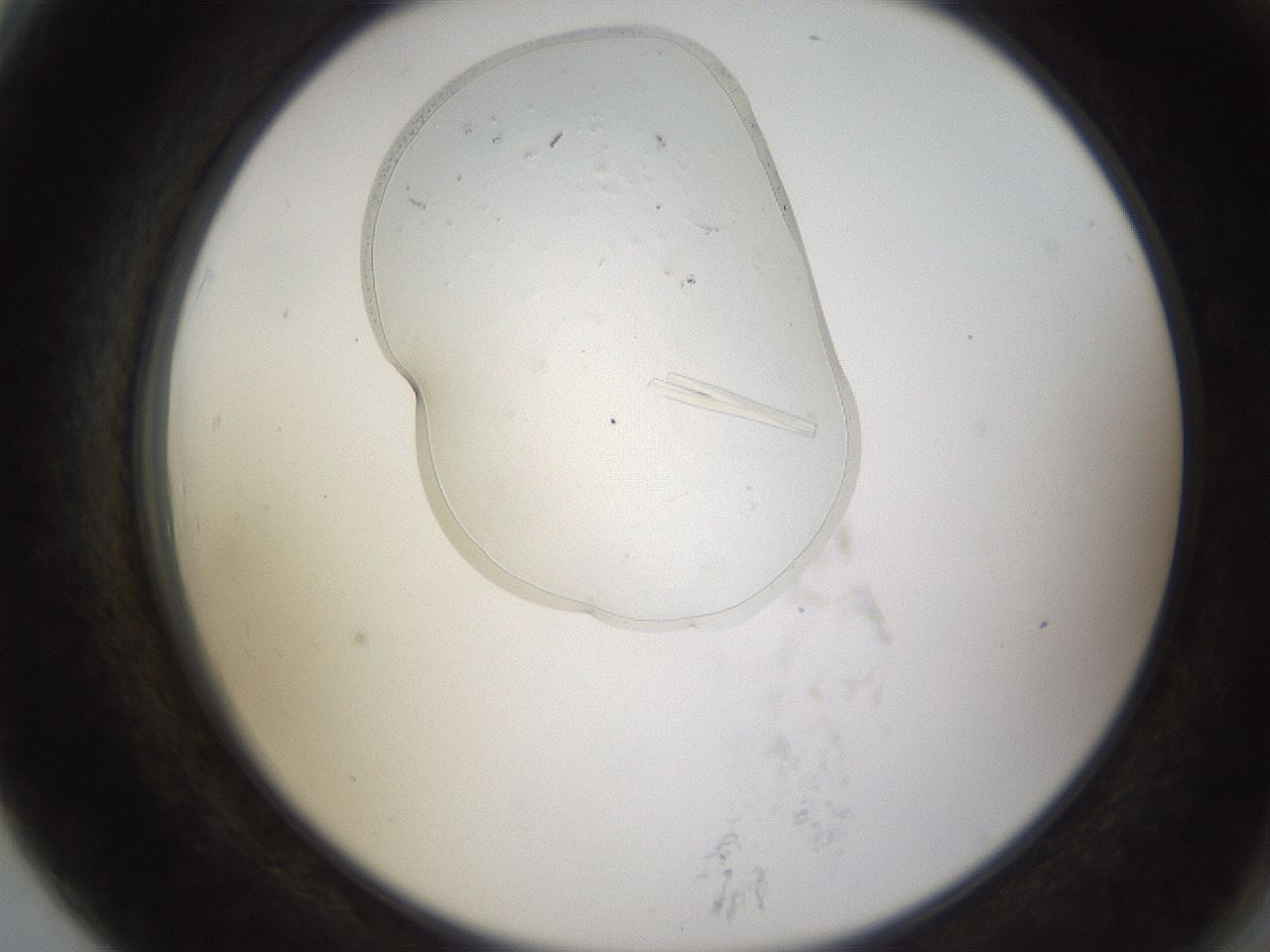 folderID367_plateID1367_batchID4809_wellNum79_profileID1_d2_r83117_ef.jpg