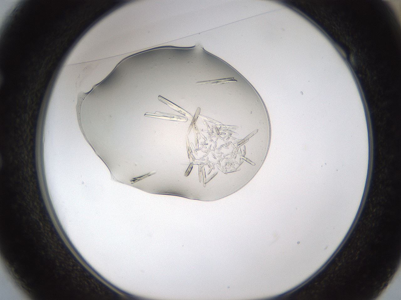 folderID367_plateID1367_batchID4973_wellNum49_profileID1_d1_r83056_ef.jpg
