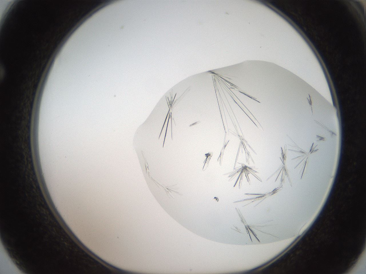 folderID381_plateID2381_batchID11106_wellNum62_profileID1_d1_r175808_ef.jpg
