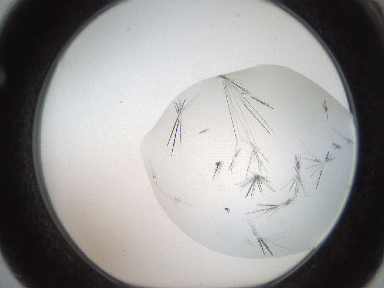 folderID381_plateID2381_batchID11152_wellNum62_profileID1_d1_r175808_ef.jpg