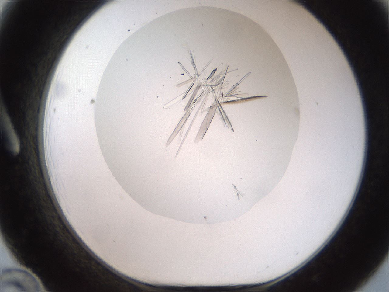 folderID381_plateID2381_batchID11367_wellNum12_profileID1_d1_r175758_ef.jpg