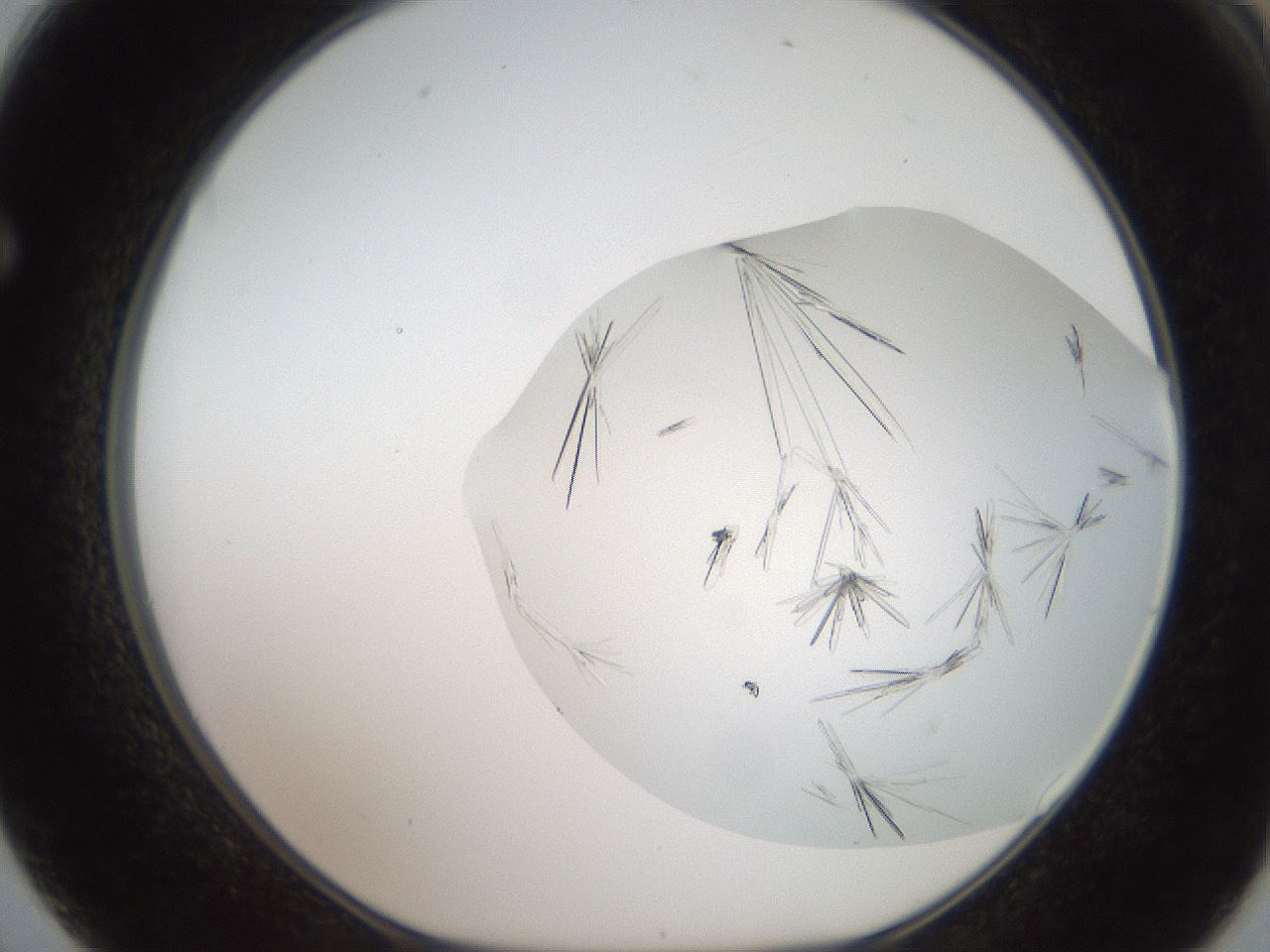 folderID381_plateID2381_batchID11367_wellNum62_profileID1_d1_r175808_ef.jpg