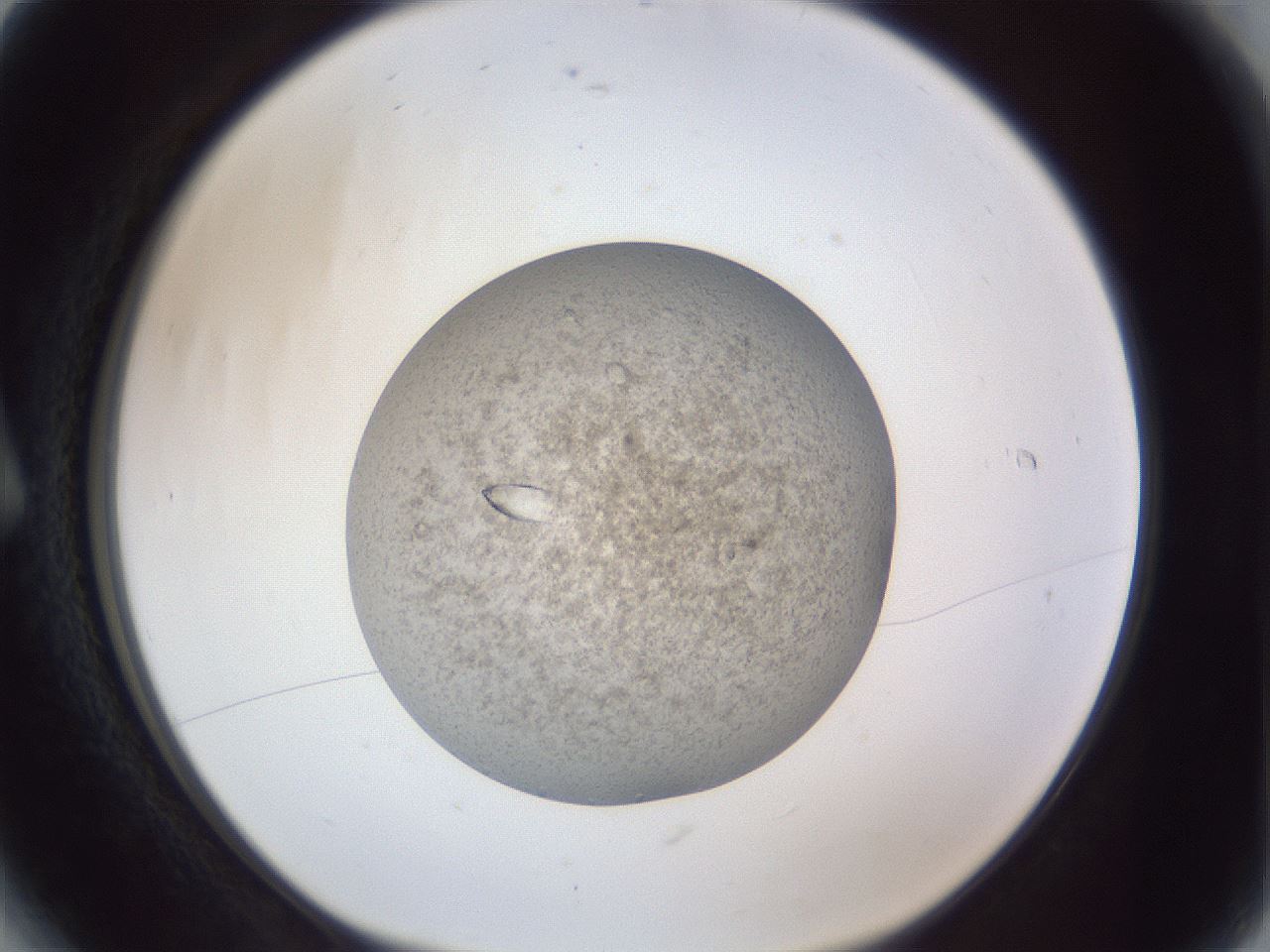 folderID385_plateID1385_batchID4912_wellNum6_profileID1_d1_r84693_ef.jpg