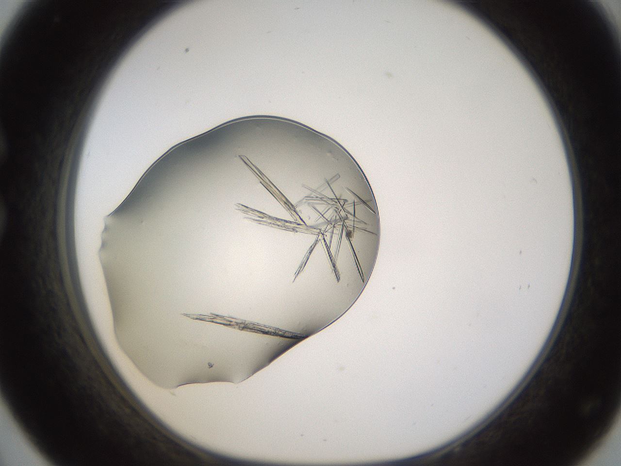 folderID389_plateID1389_batchID4849_wellNum33_profileID1_d1_r84914_ef.jpg