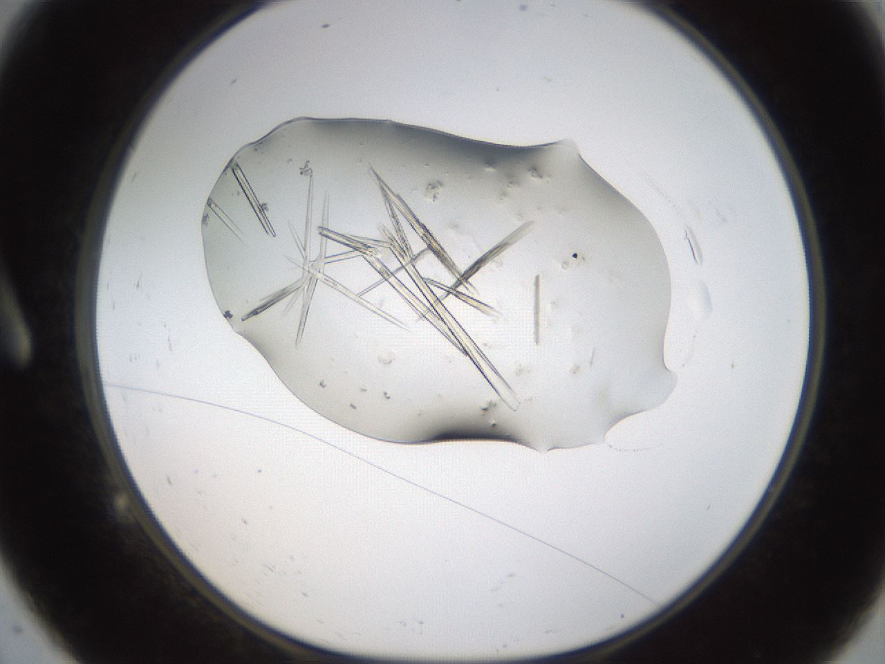 folderID389_plateID1389_batchID4863_wellNum9_profileID1_d1_r84890_ef.jpg