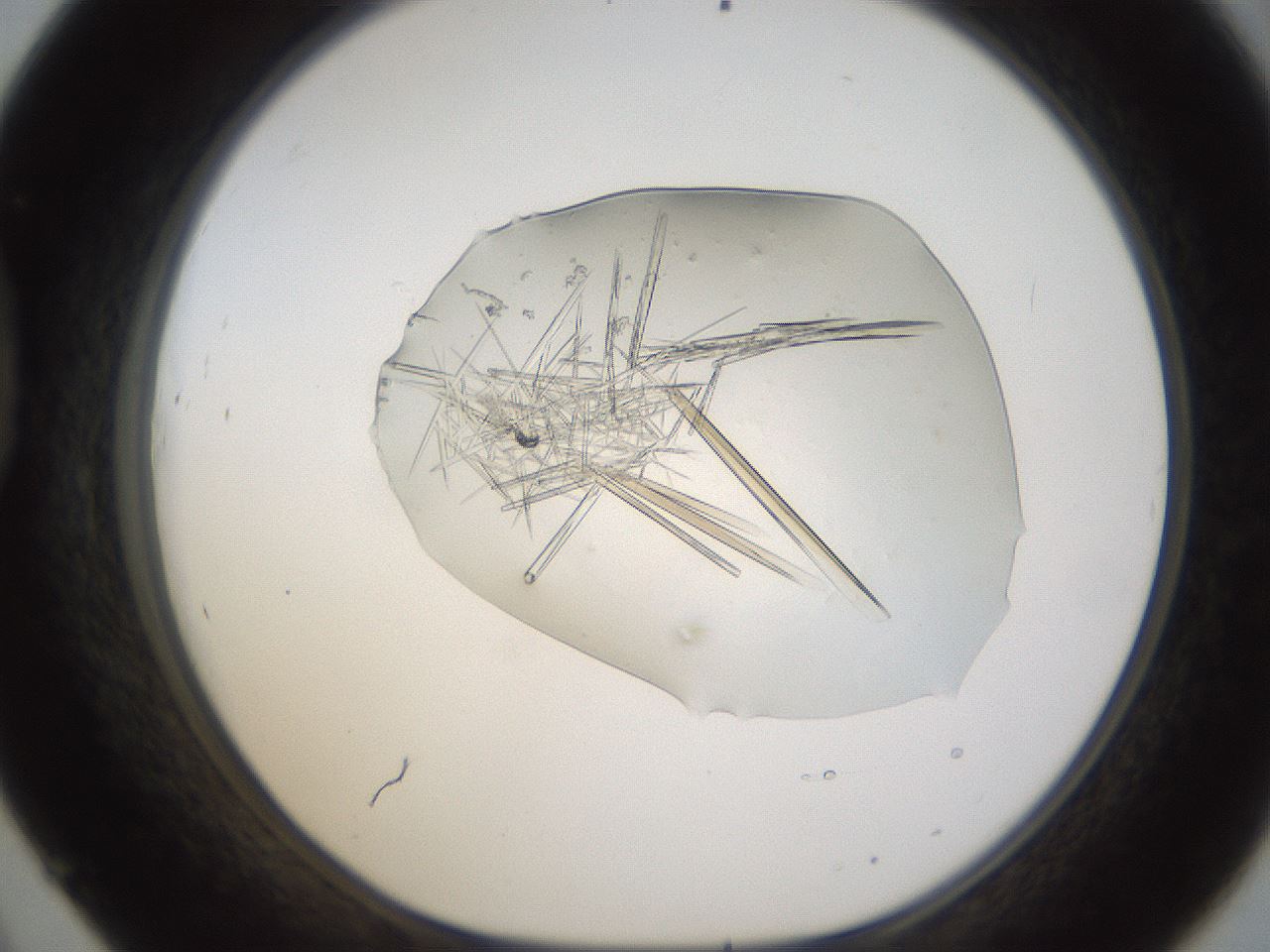 folderID389_plateID1389_batchID4869_wellNum45_profileID1_d1_r84926_ef.jpg