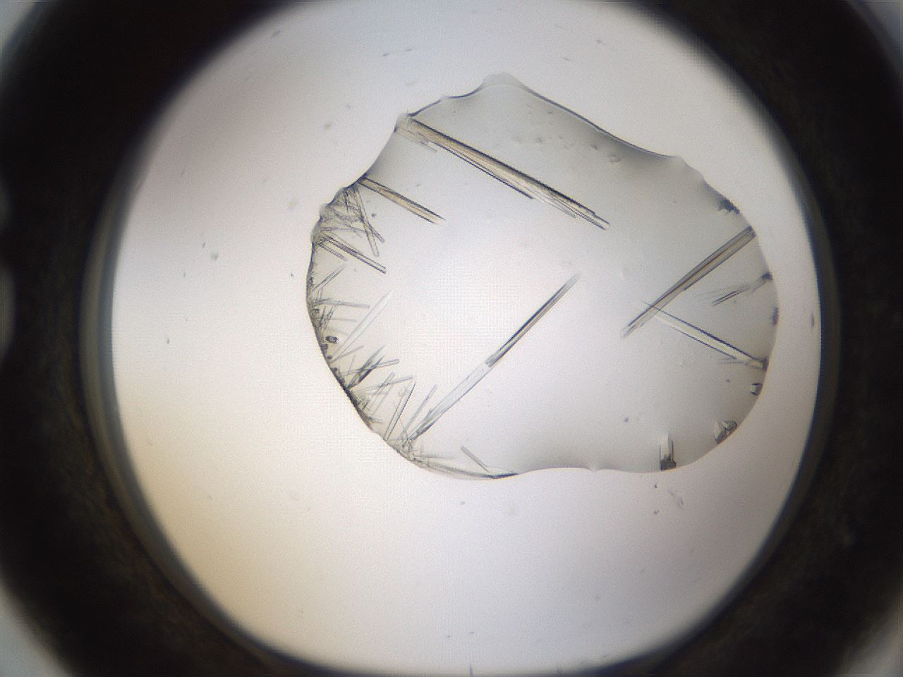 folderID389_plateID1389_batchID4908_wellNum80_profileID1_d1_r84961_ef.jpg
