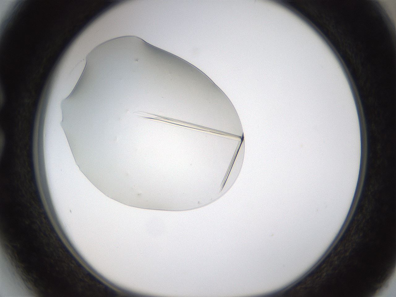 folderID389_plateID1389_batchID4955_wellNum27_profileID1_d1_r84908_ef.jpg
