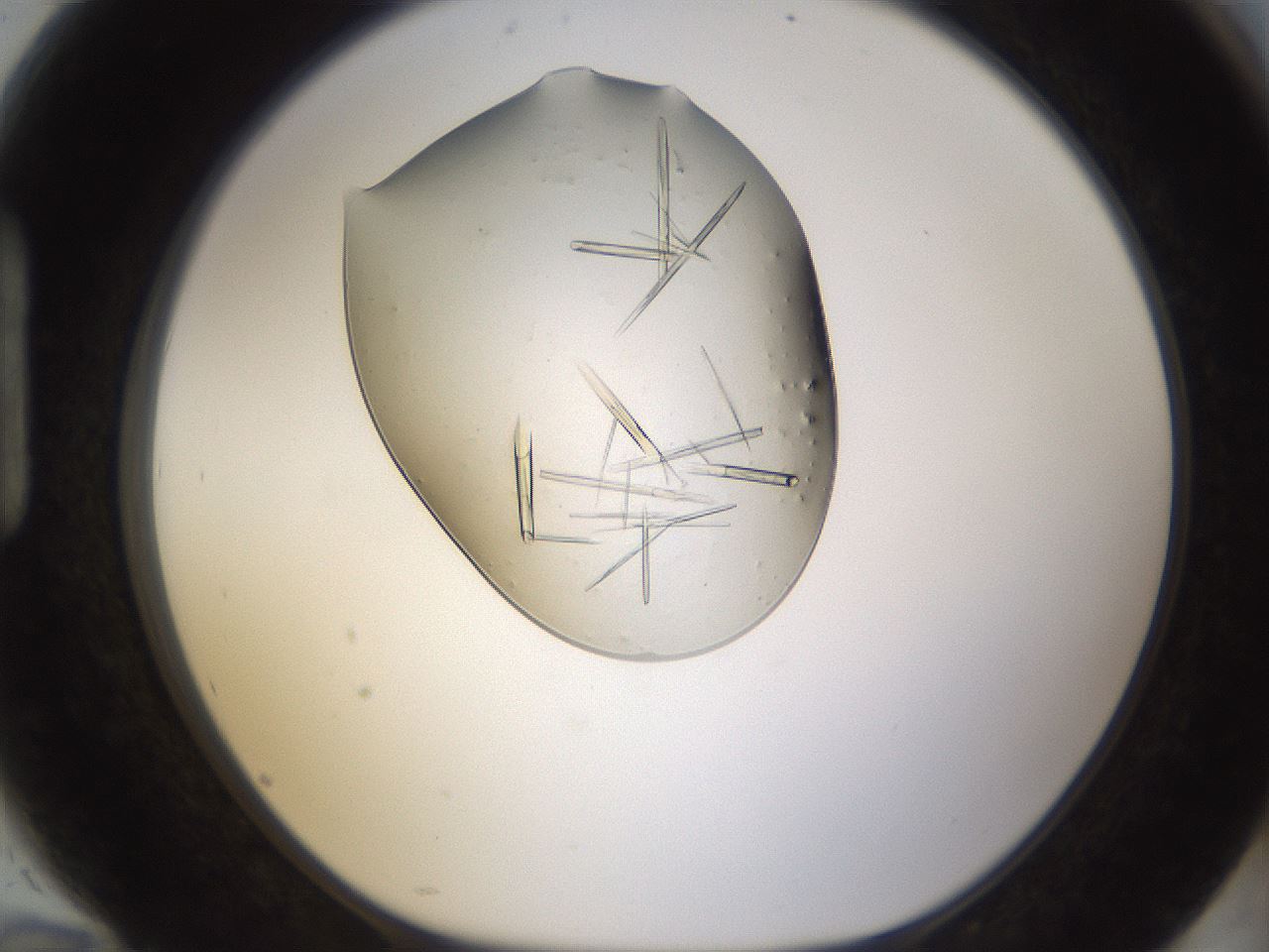 folderID389_plateID1389_batchID4955_wellNum94_profileID1_d1_r84975_ef.jpg