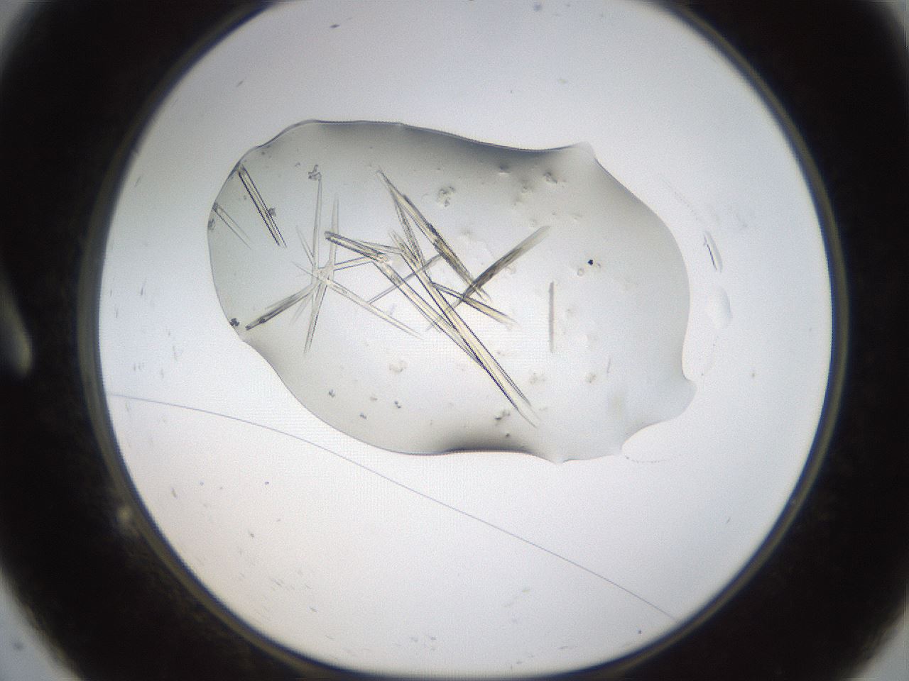 folderID389_plateID1389_batchID4955_wellNum9_profileID1_d1_r84890_ef.jpg