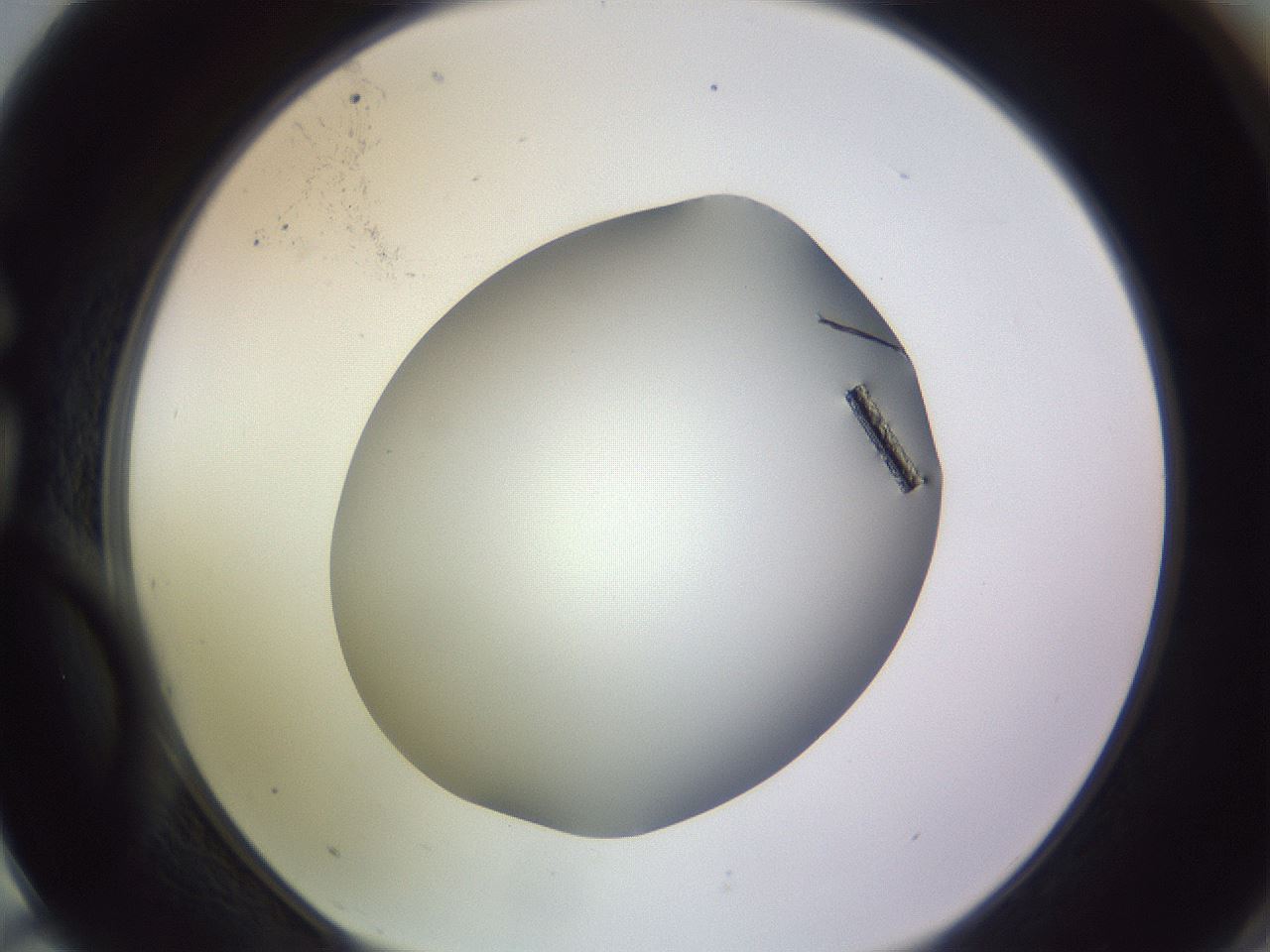 folderID348_plateID1348_batchID4914_wellNum75_profileID1_d1_r81206_ef.jpg