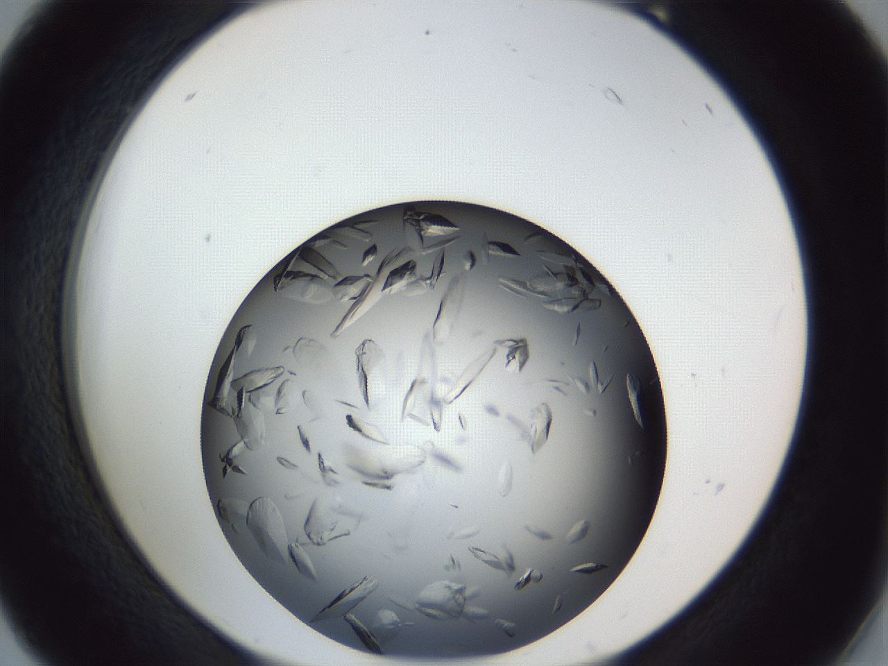 folderID364_plateID1364_batchID4923_wellNum18_profileID1_d2_r82611_ef.jpg