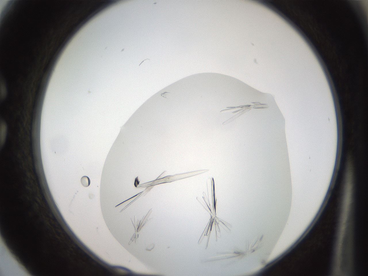 folderID381_plateID2381_batchID11304_wellNum30_profileID1_d1_r175776_ef.jpg