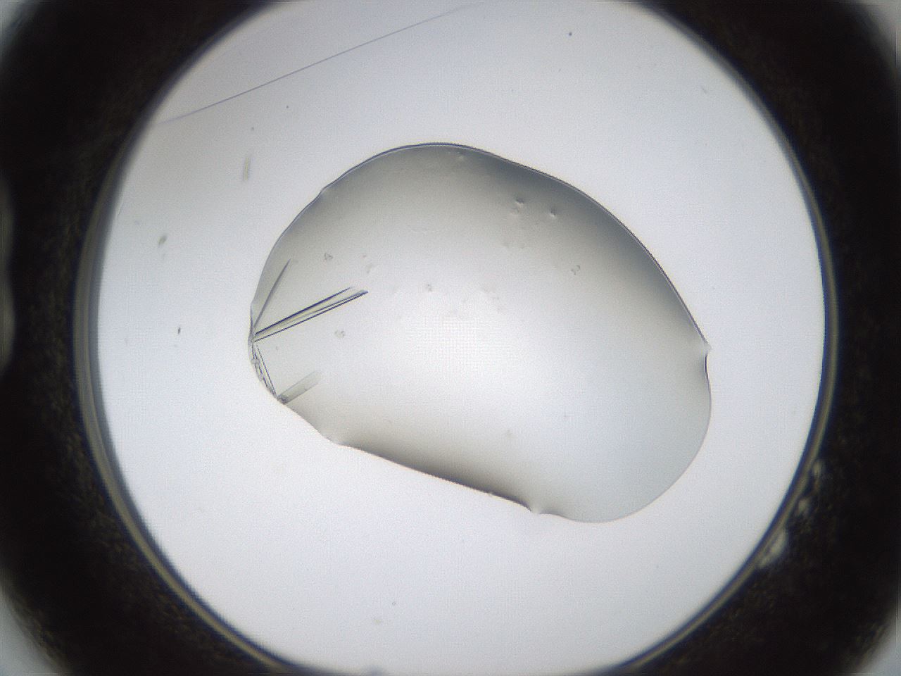 folderID389_plateID1389_batchID4849_wellNum14_profileID1_d1_r84895_ef.jpg