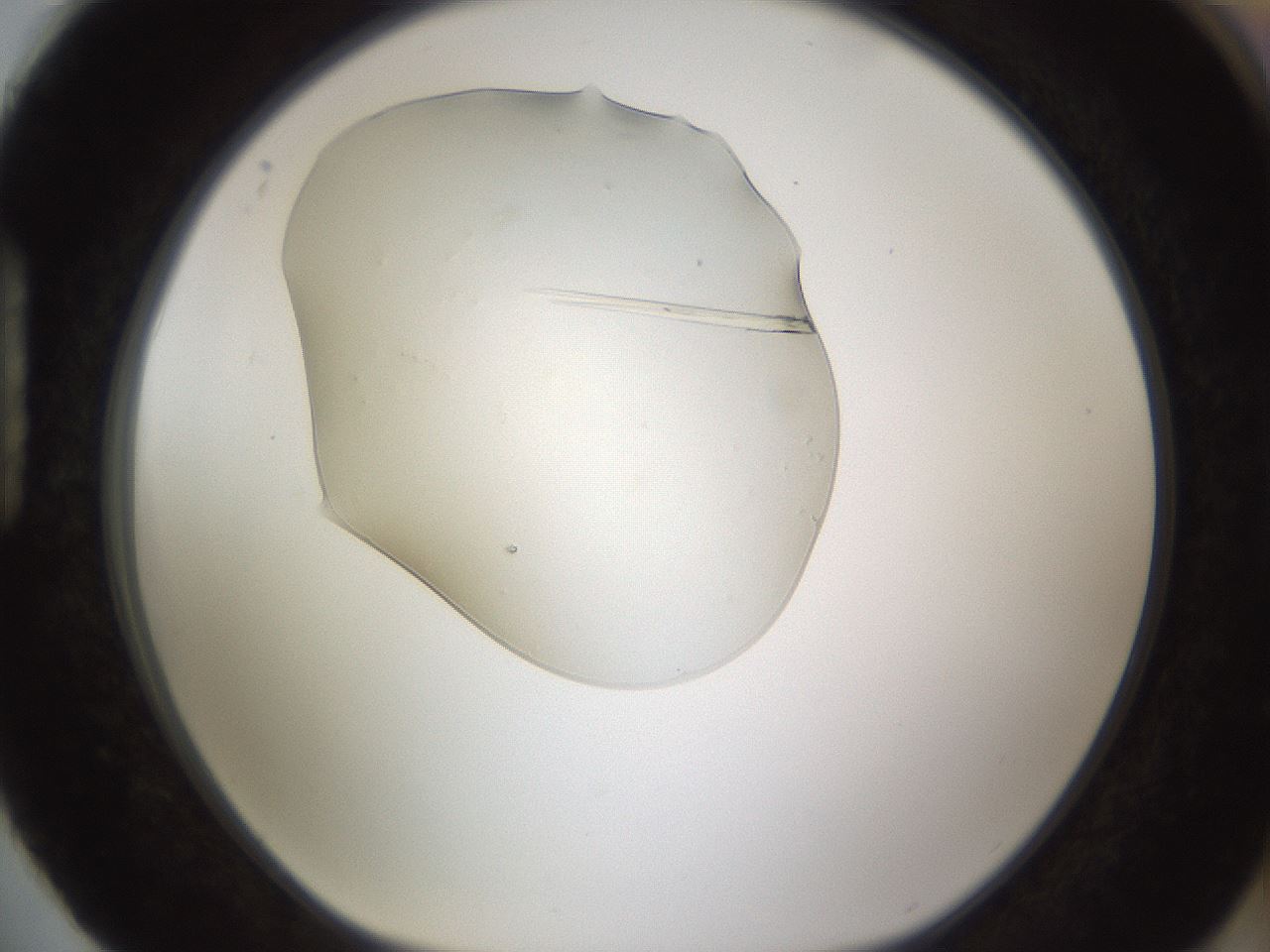 folderID389_plateID1389_batchID5062_wellNum88_profileID1_d1_r84969_ef.jpg