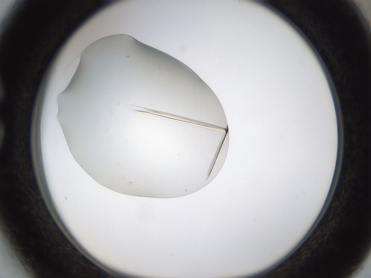 folderID389_plateID1389_batchID5187_wellNum27_profileID1_d1_r84908_ef.jpg