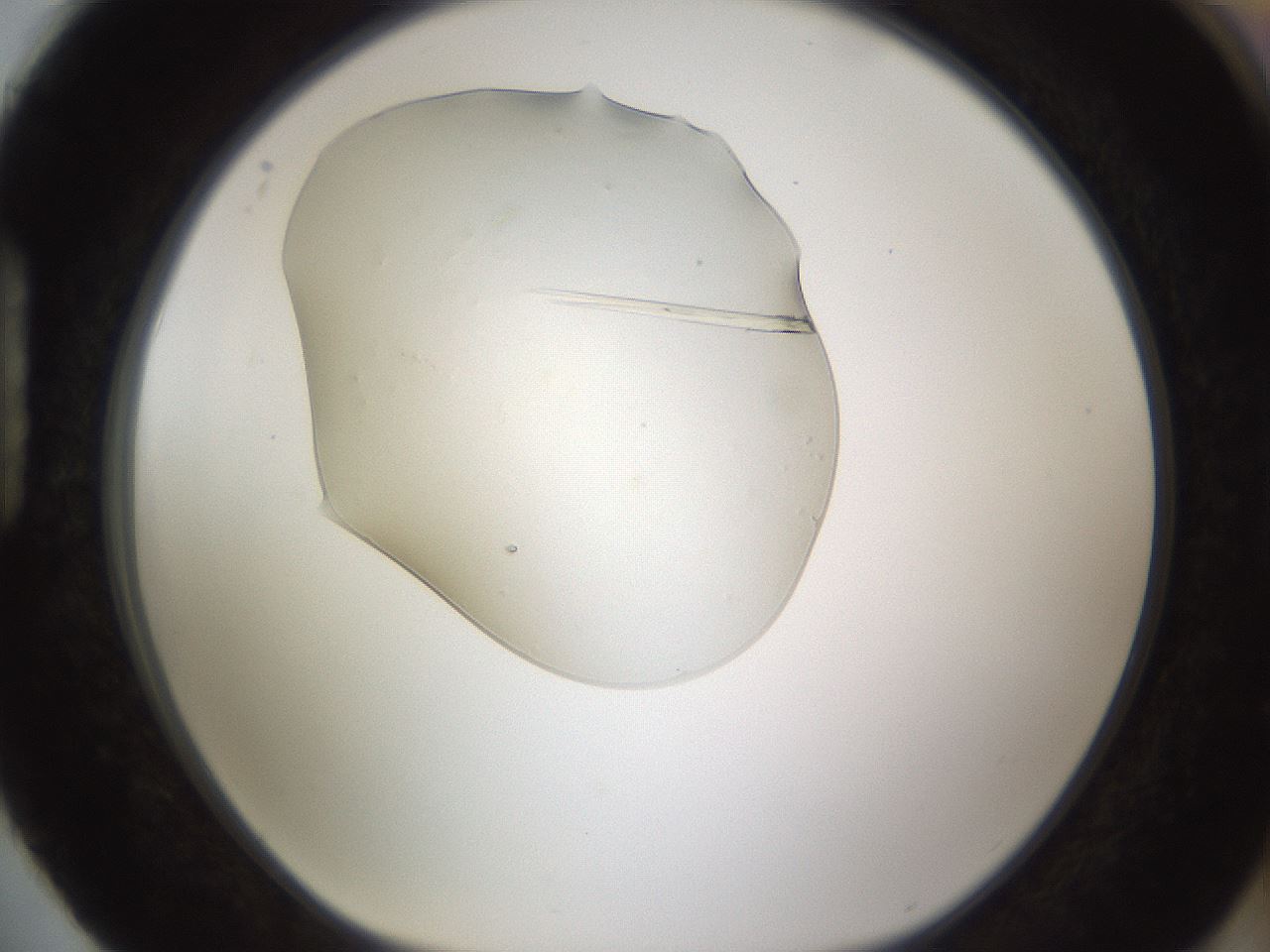 folderID389_plateID1389_batchID5187_wellNum88_profileID1_d1_r84969_ef.jpg