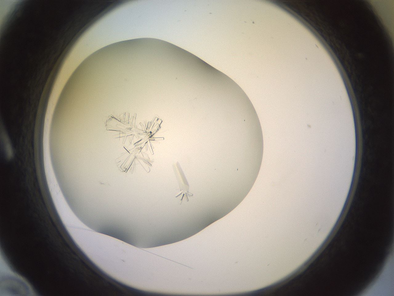 folderID395_plateID3395_batchID19847_wellNum10_profileID1_d1_r301884_ef.jpg