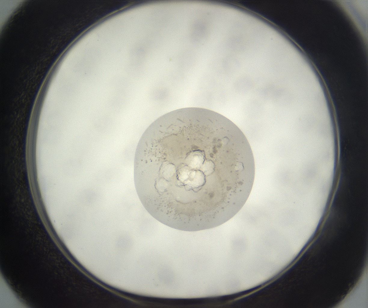 folderID397_plateID3397_batchID19962_wellNum50_profileID1_d1_r301636_ef.jpg