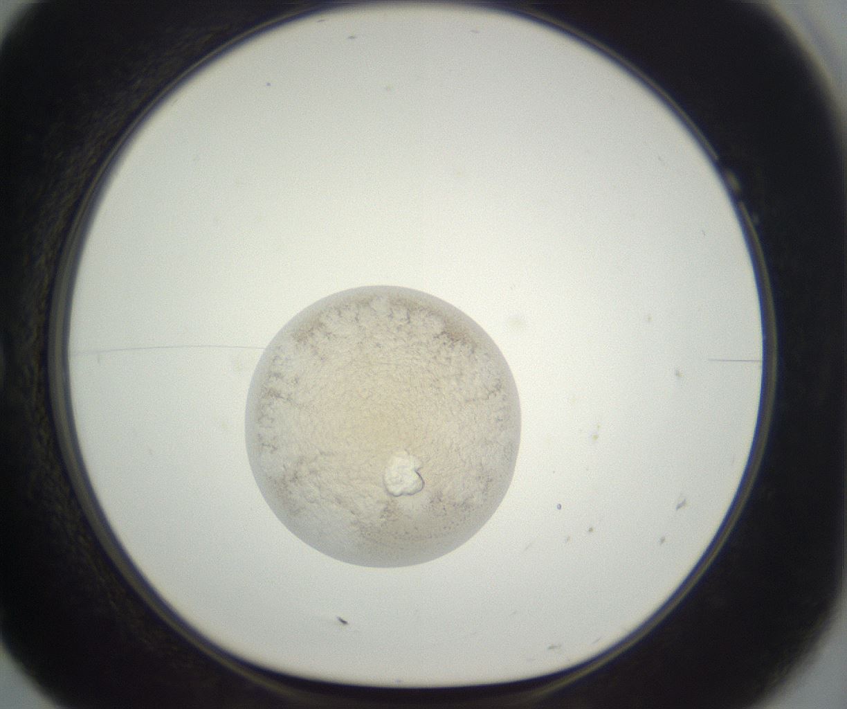 folderID397_plateID3397_batchID19962_wellNum7_profileID1_d1_r301593_ef.jpg