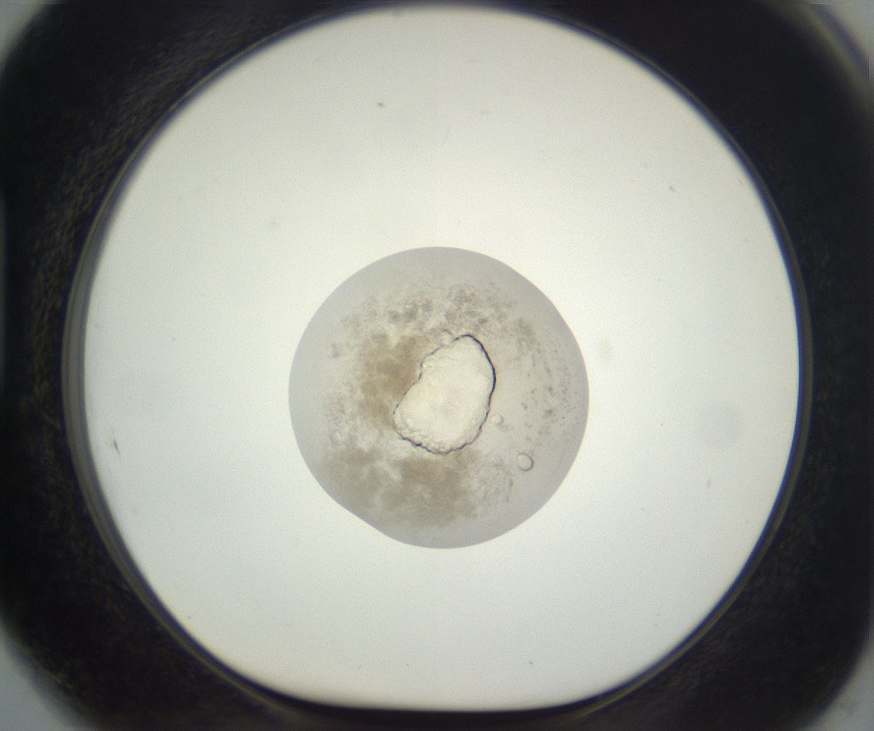 folderID397_plateID3397_batchID20679_wellNum89_profileID1_d1_r301675_ef.jpg