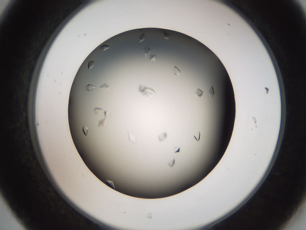 folderID416_plateID3416_batchID20757_wellNum31_profileID1_d2_r303489_ef.jpg
