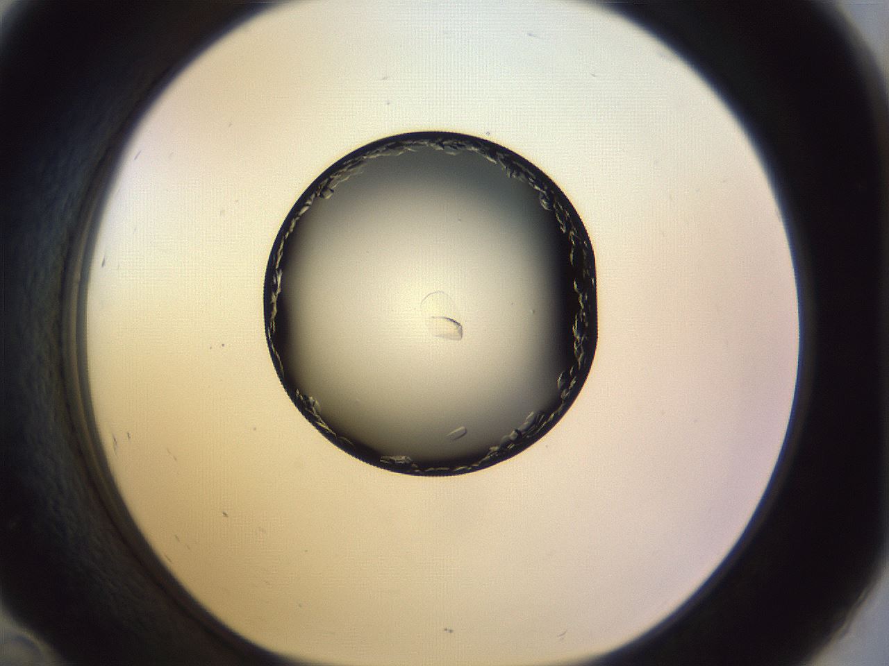 folderID470_plateID1470_batchID5537_wellNum46_profileID1_d1_r93055_ef.jpg